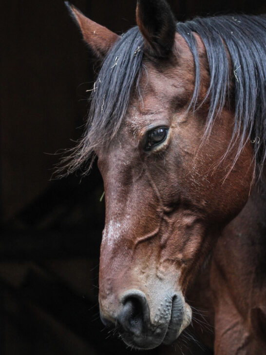 up close of brown standardbred horse on dark stable background