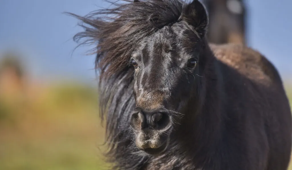 Closeup photo of a shetland pony