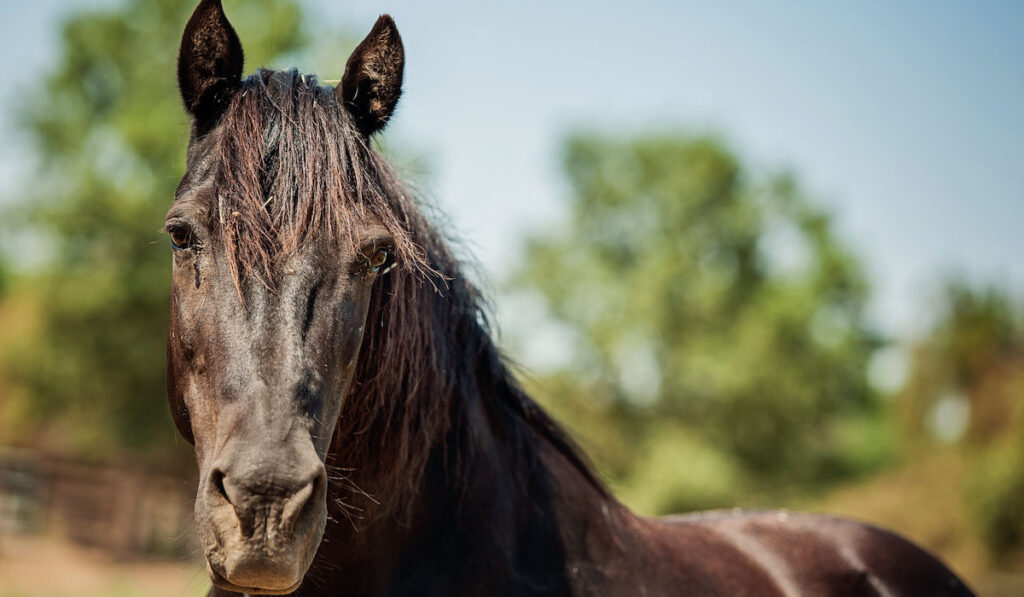Closeup portrait of Morgan Horse in Pasture