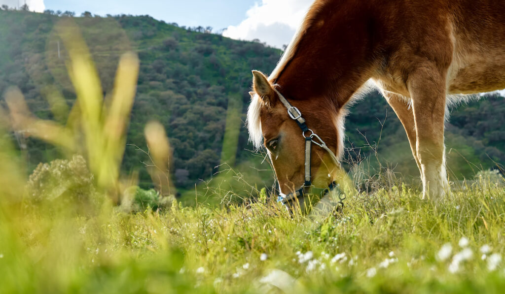 Closeup side view of beautiful brown horse eating grass and hay in meadow 