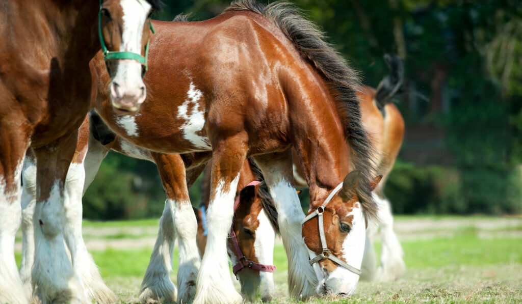 Clydesdale horses grazing on pasture