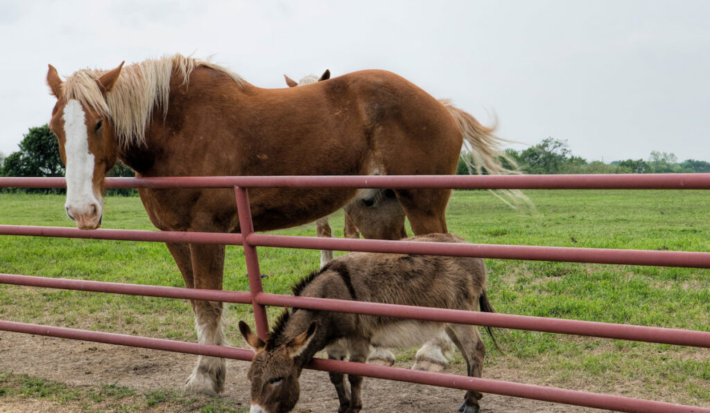 Clydesdale Horse and Donkey Grazing Near Iron Pipe Fence in Texas Hill Country