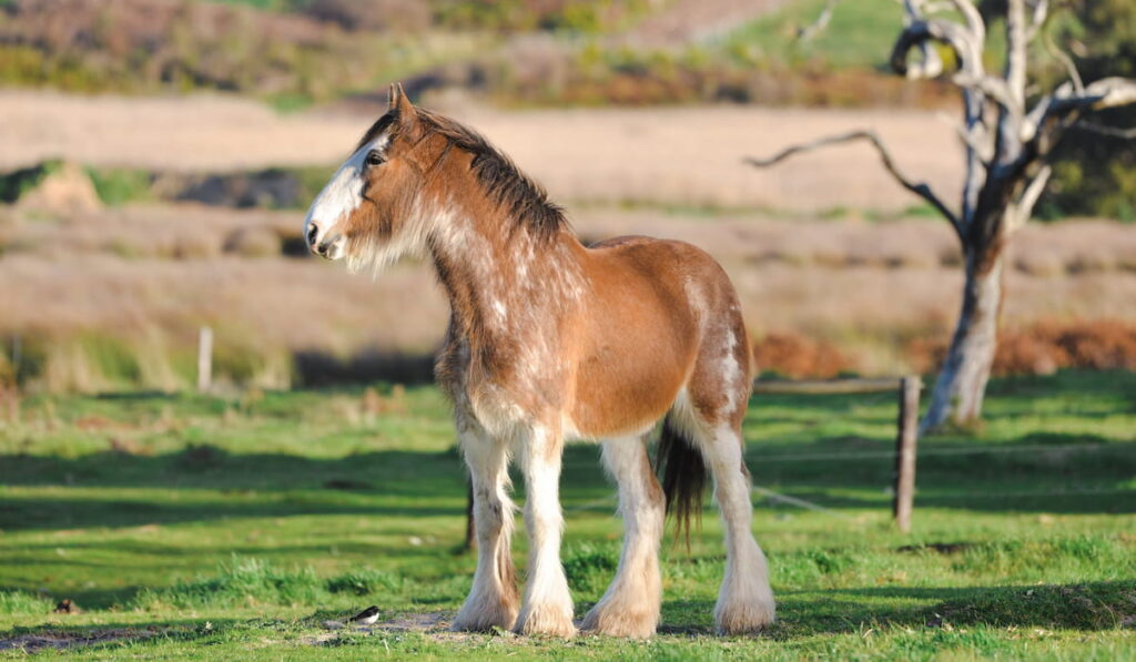 clydesdale horse in green paddock