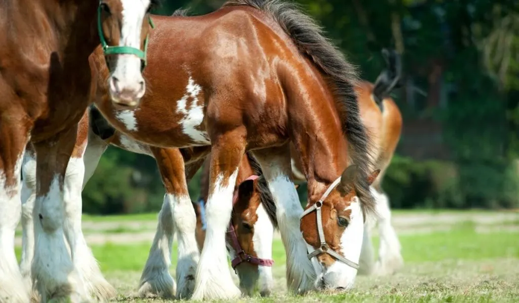 Clydesdale Horse 