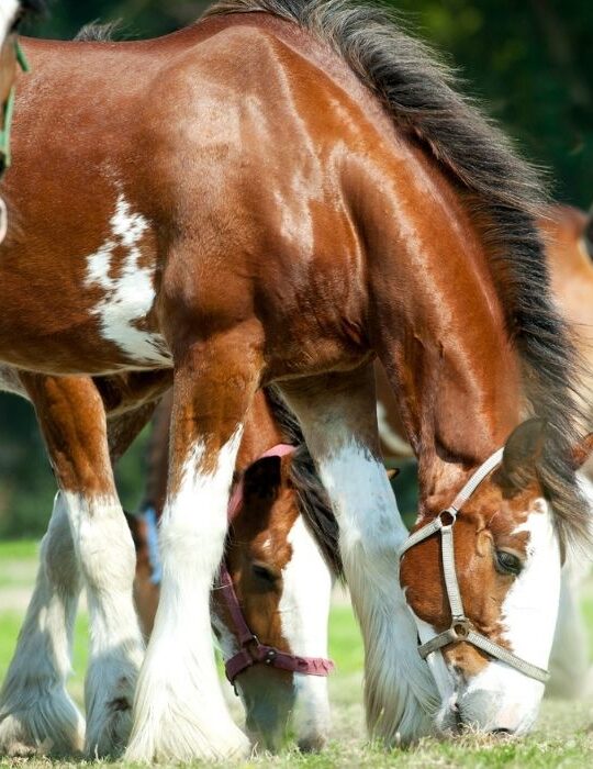 Clydesdale Horse - ss220324