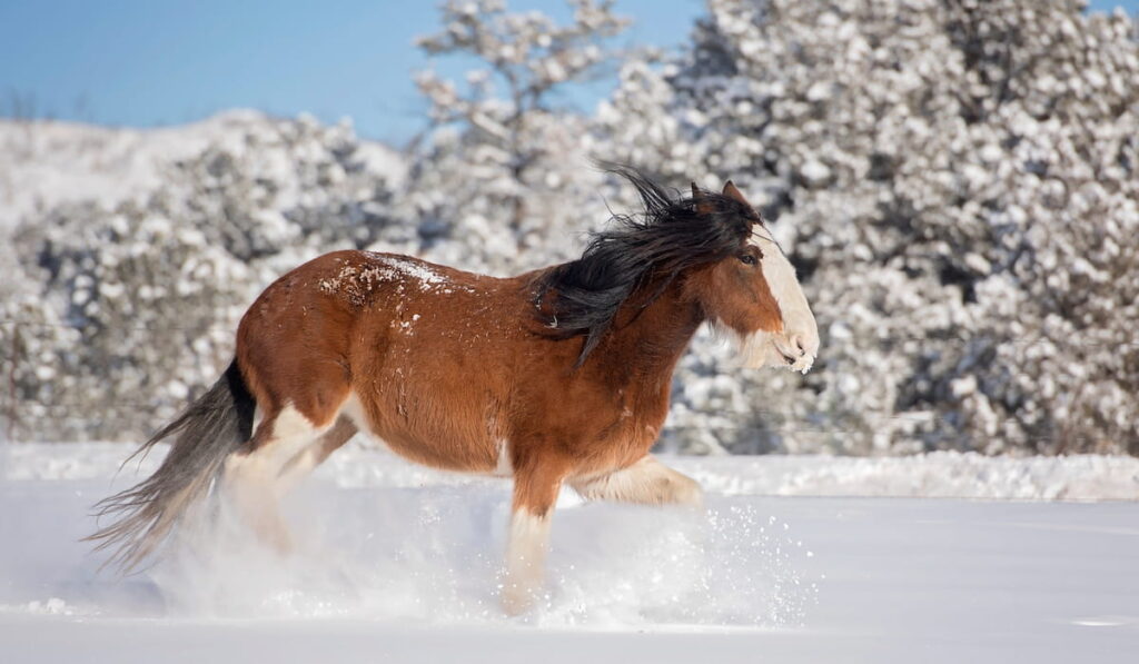 Clydesdale Horse 