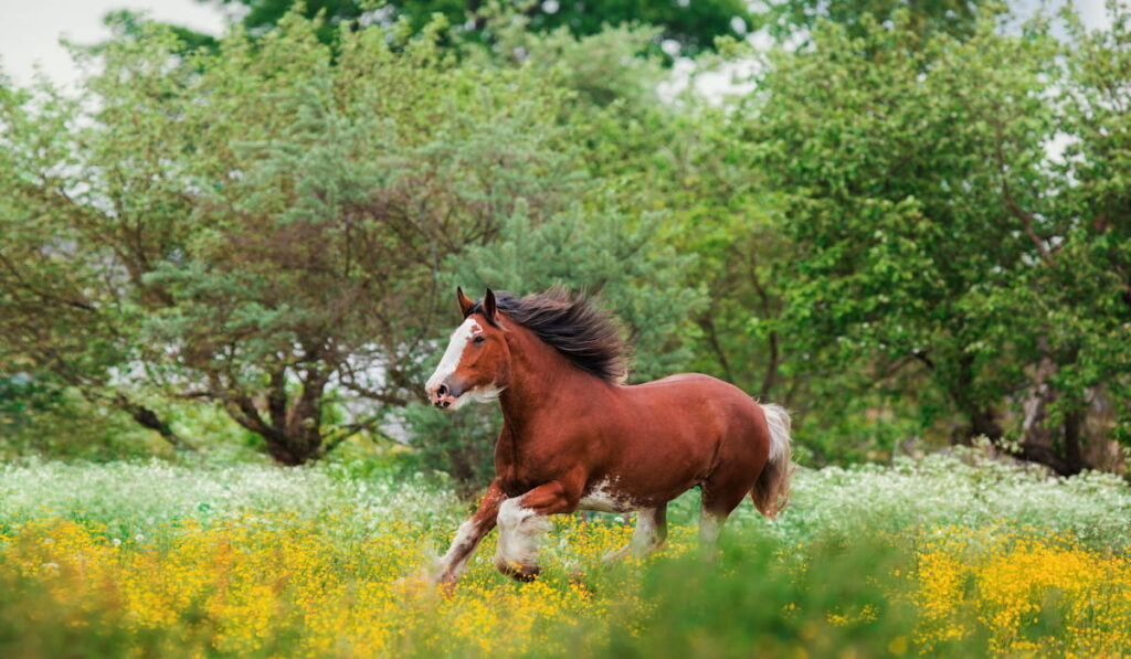 Clydesdale horse runs gallop in summer in yellow flowers 