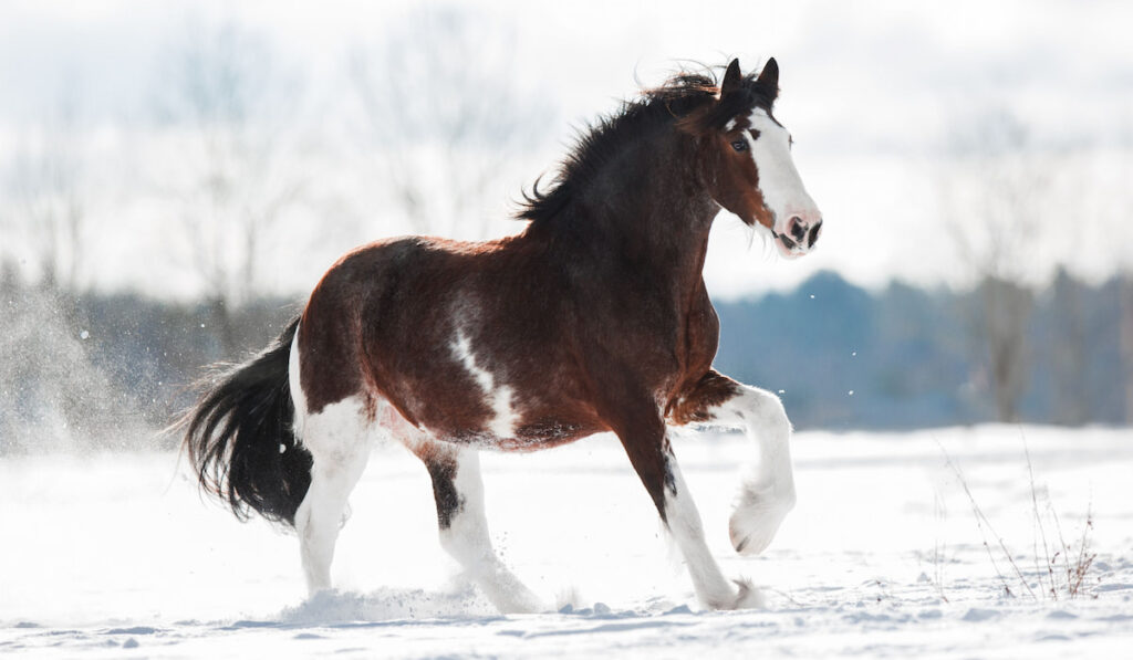 Clydesdale horse runs gallop on a snowy field in winter