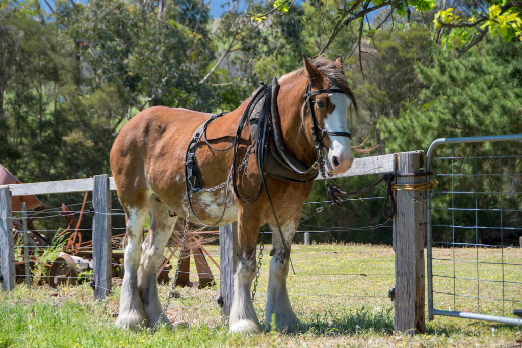 Clydesdale horse