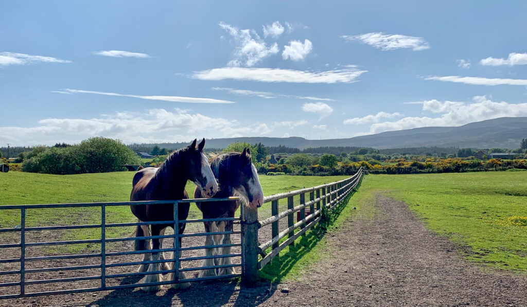 Clydesdales horses standing near fence