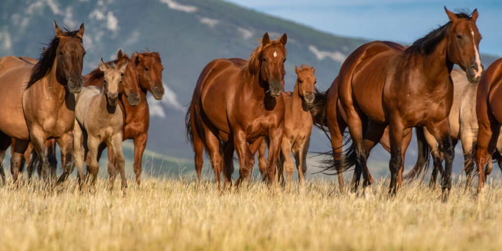 Quarter horses running in the field