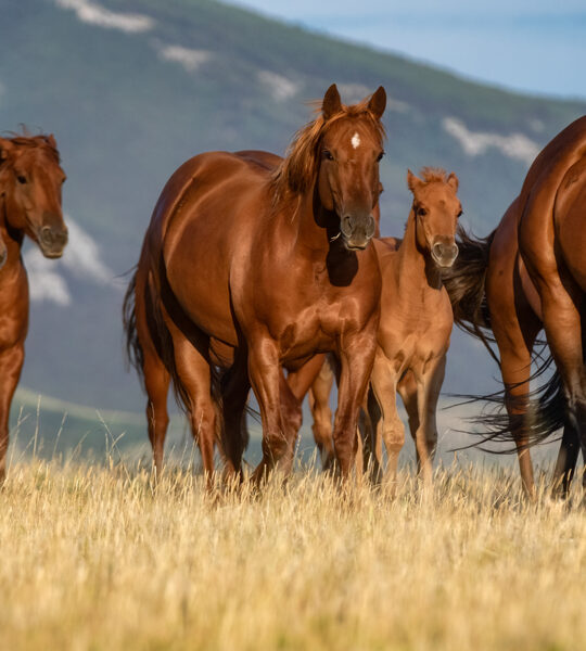 Quarter horses running in the field