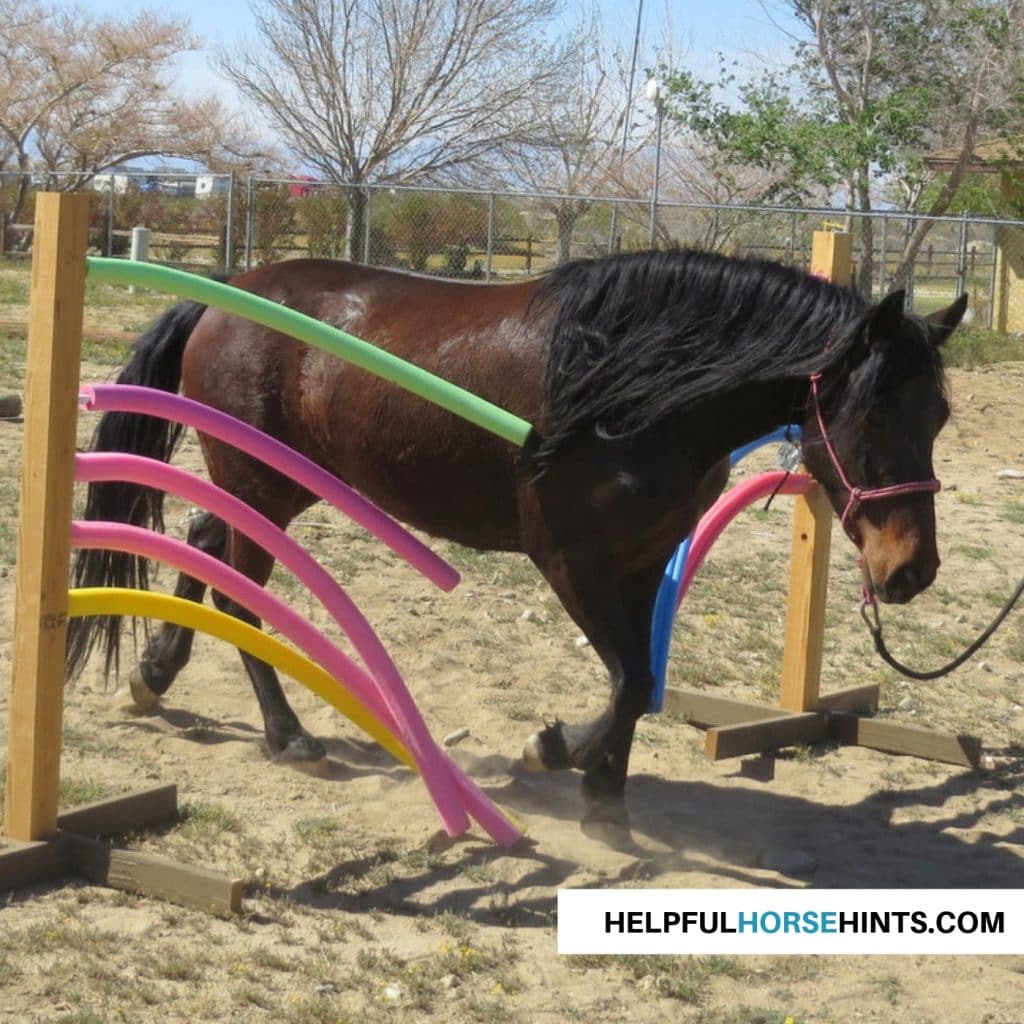 Completed Pool Noodle Obstacle with horse going through it