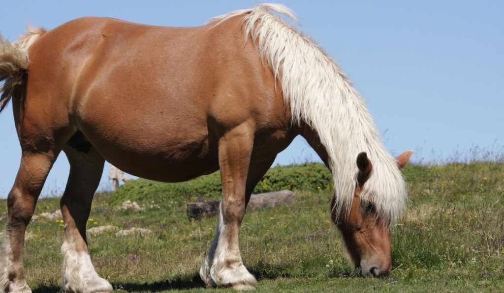 Comtois Horse