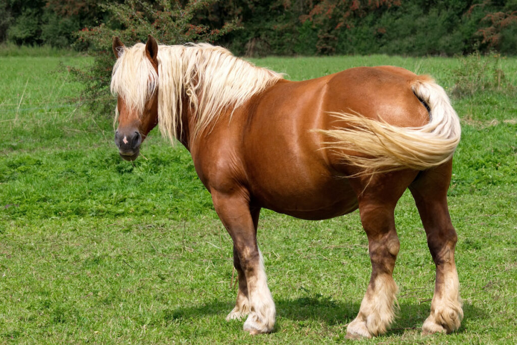 Comtois horse in the meadow 