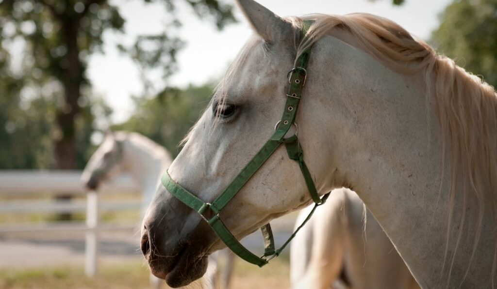 Lipizzan Horse Close-up