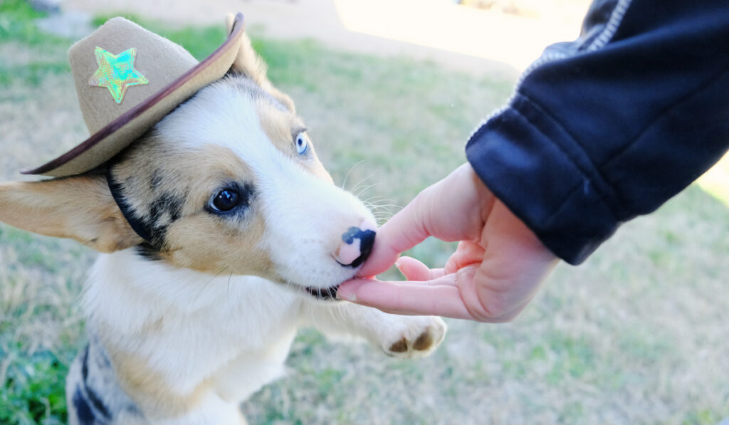 Corgi puppy dog in cowboy hat