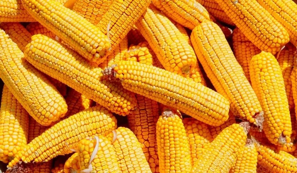 Corns