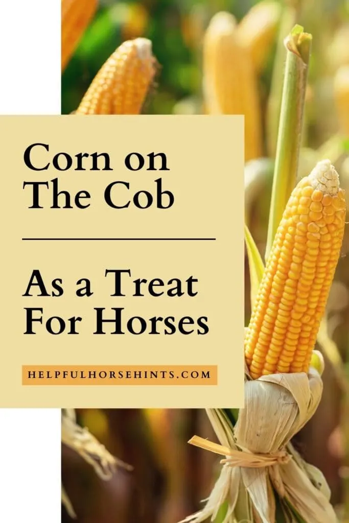 Pinterest pin - Corn On the Cob as Treats for Horses