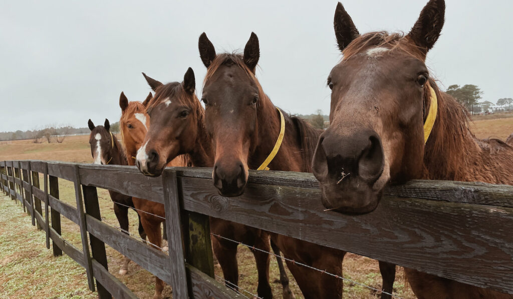 Countryside field and horses at horse farm