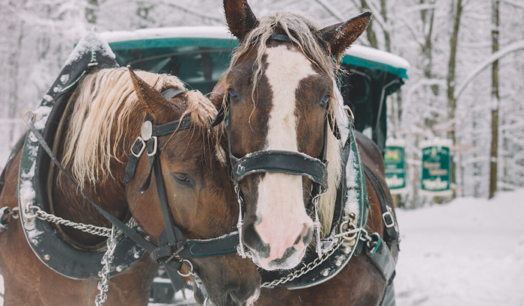Couple horse in winter 