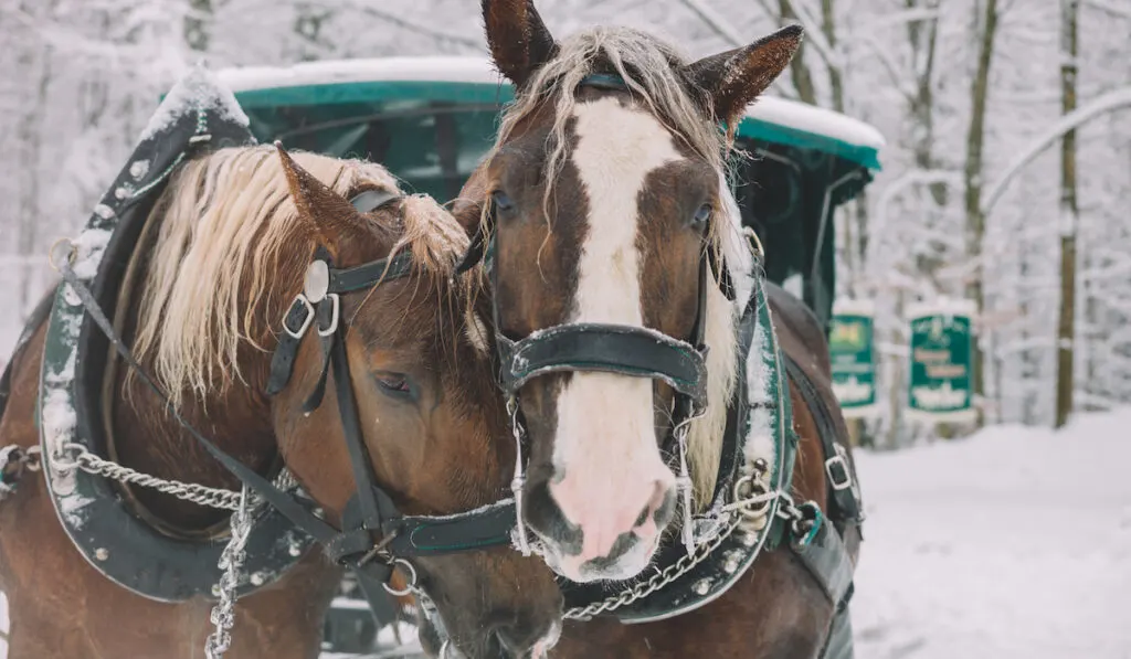 Couple horse in winter