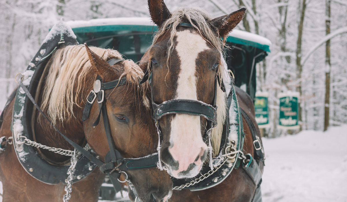 Do Horses Get Cold? How to Know When to Blanket Helpful Horse Hints