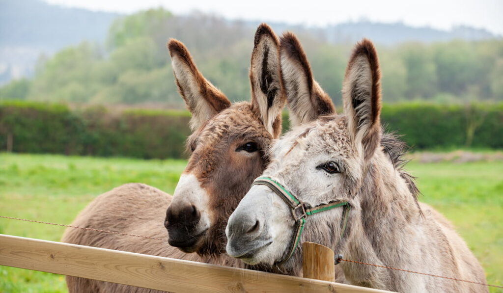 Couple of donkeys on the meadow
