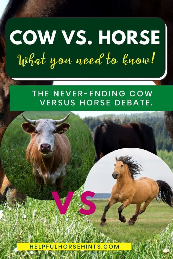 pinterest pin - Cow vs. Horse_ What you need to know