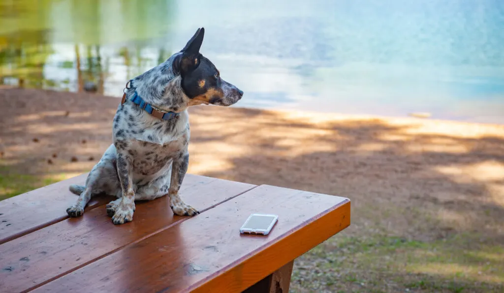 A cowboy corgi mixed breed dog, looking out toward the lake