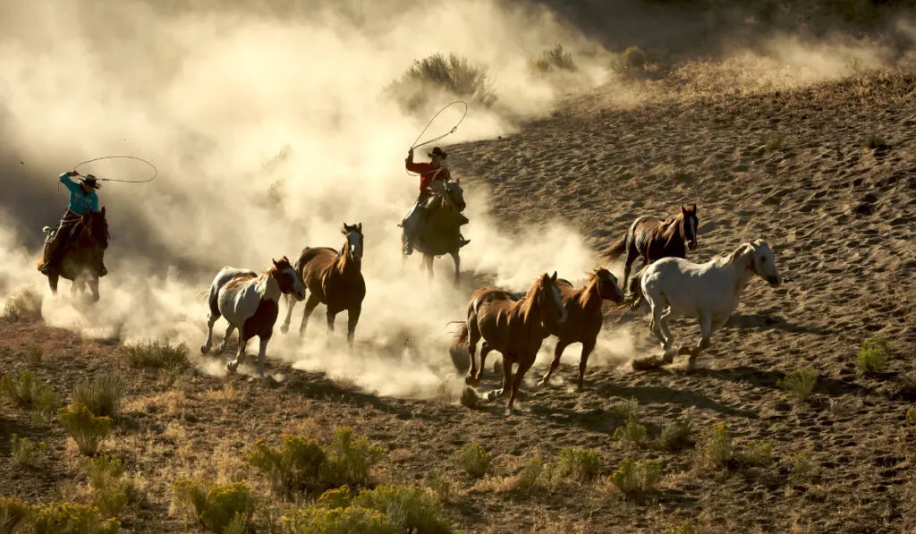 Cowgirl and Cowboy galloping and roping wild horses through the desert