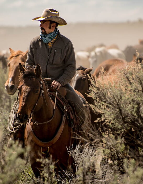 Cowboy leading horse herd through dust and sage brush during horse drive