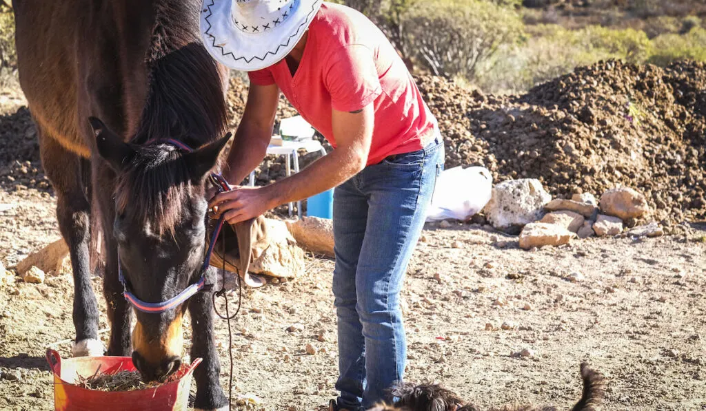 Cowboy lifestyle man work with horses animals in outdoor