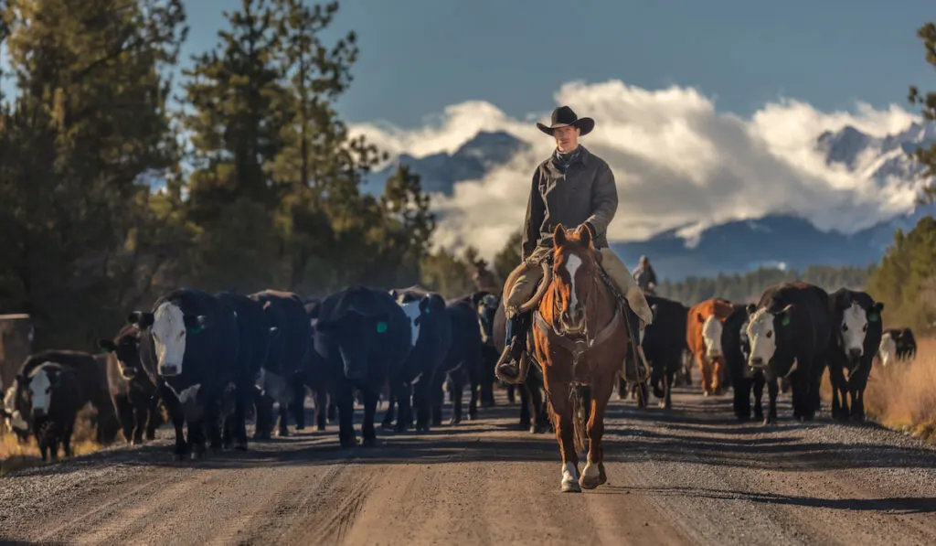 Cowboy on cattle drive gather angus and hereford cross cows and calves in San Juan Mountains