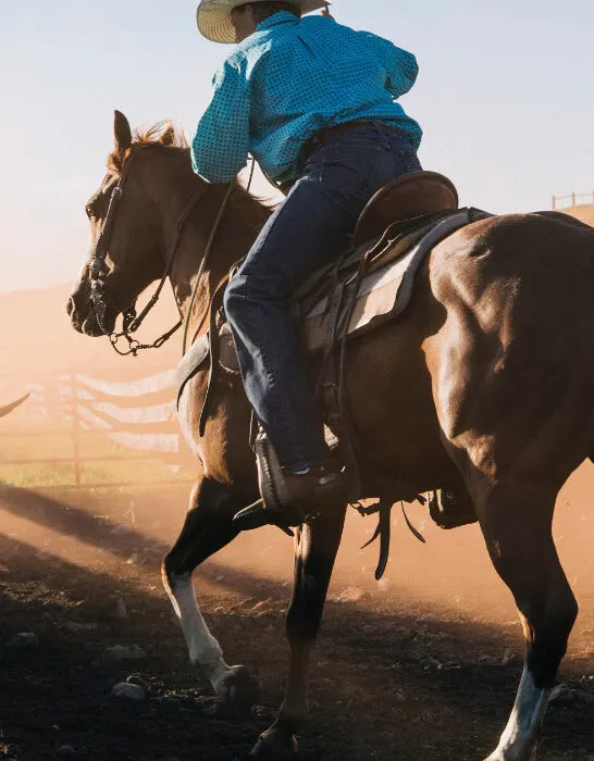 Cowboy-on-horse-lassoing-bull