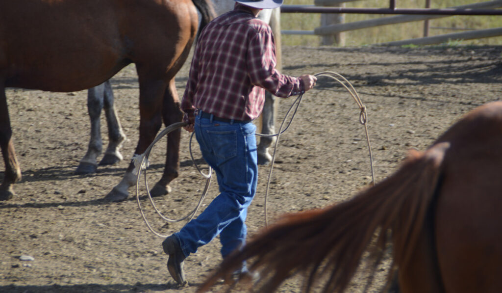 Cowboy with lasso among the horses
