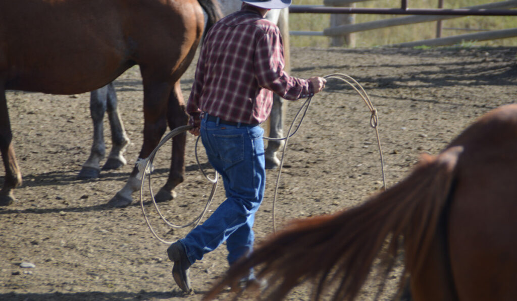 Cowboy with lasso among the horses