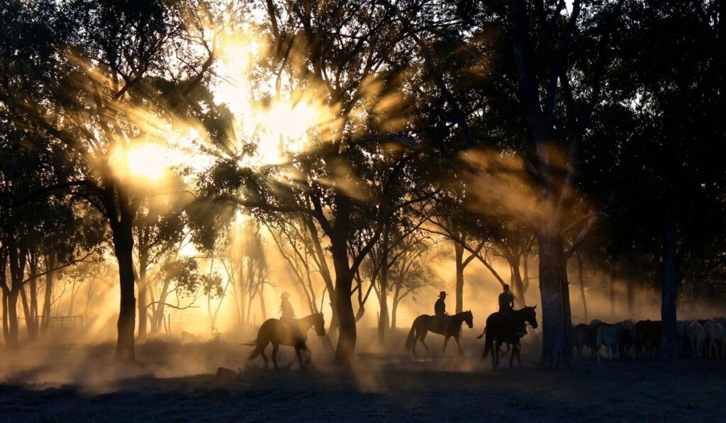 Cowboys riding