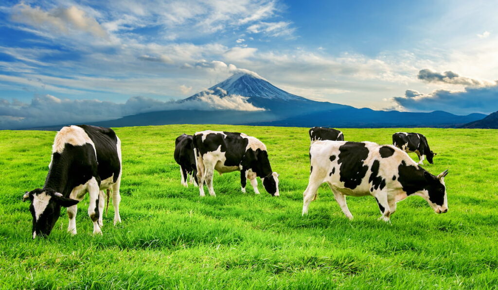 Cows eating lush grass on the green field