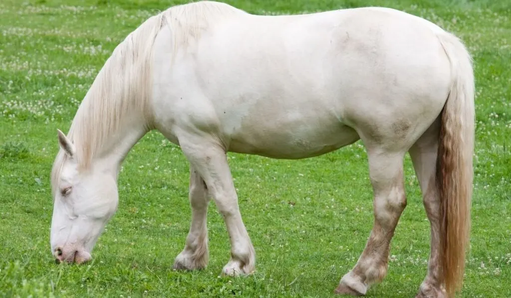 Cream Draft Horse - ss220324