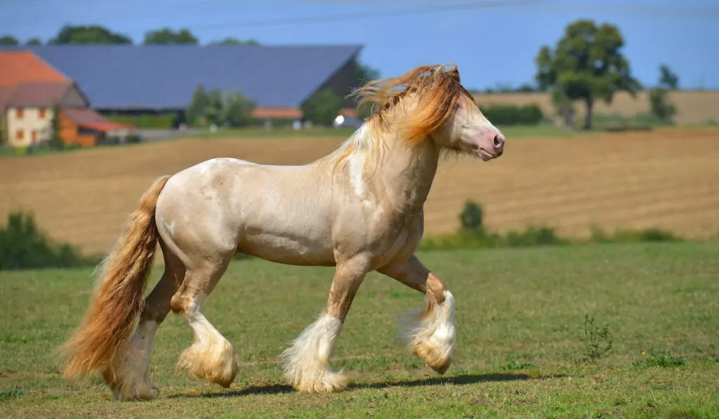 Cremello pinto Irish cob stallion 