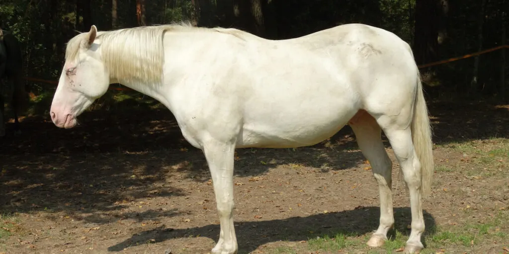 Cremello-quarter-horse