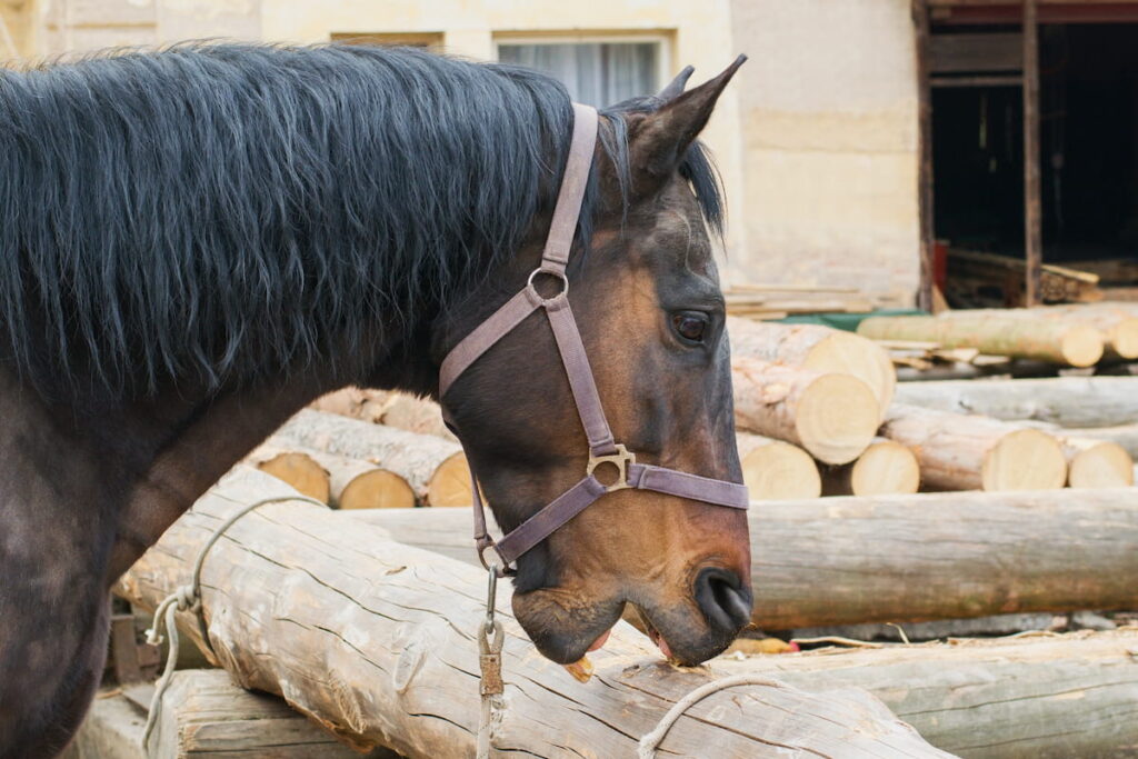 Crib biting horse