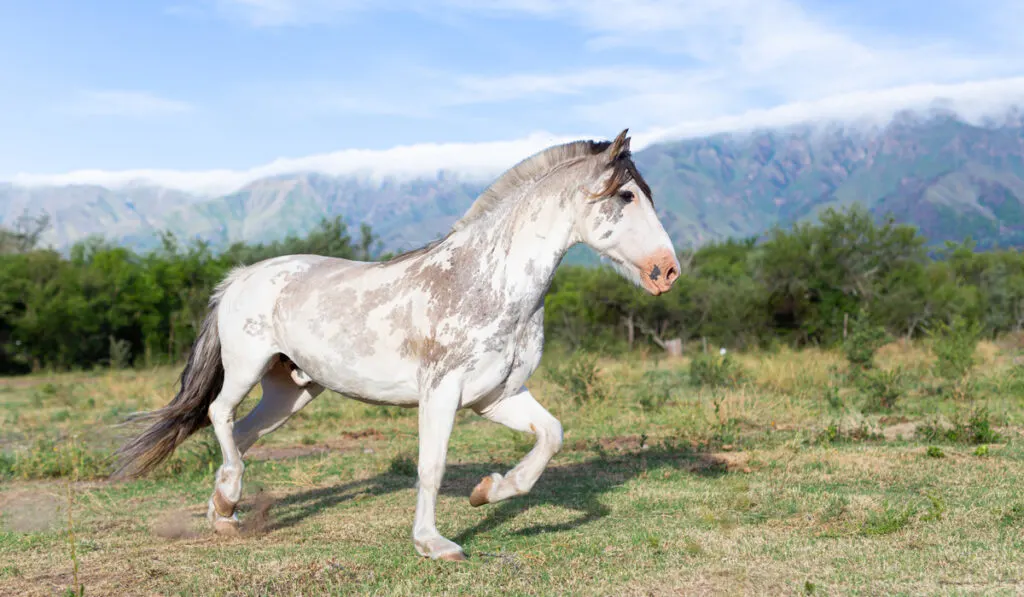 Criollo horse at sunset in Argentina