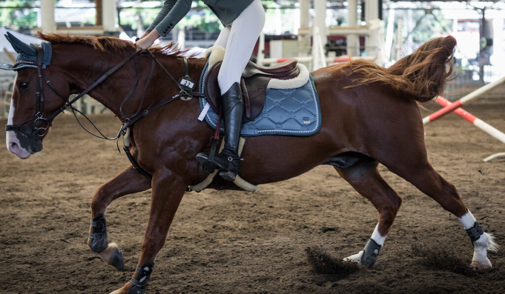 Crop photo of a woman and her horse for horse competition