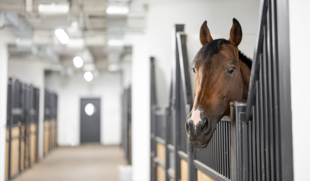 Cropped view of brown Thoroughbred horse in stable