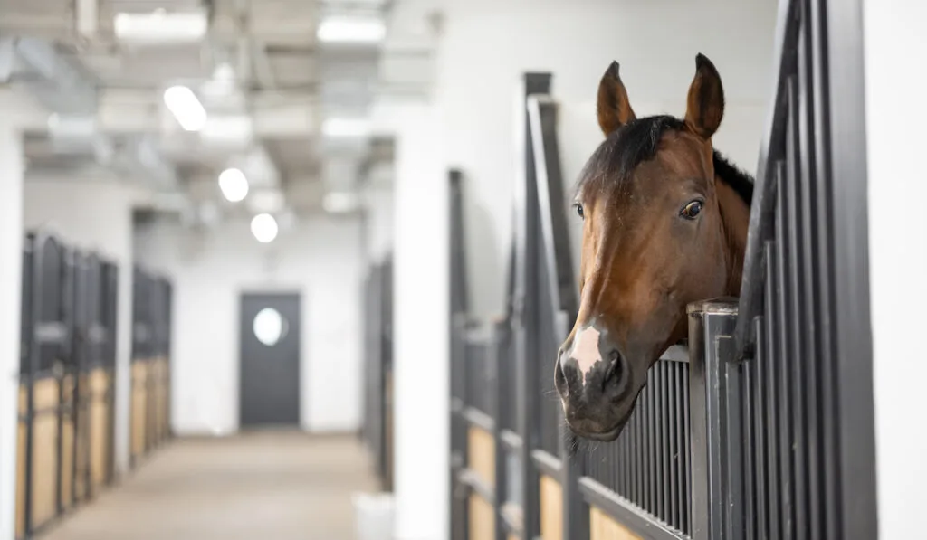 Cropped view of brown Thoroughbred horse in stable