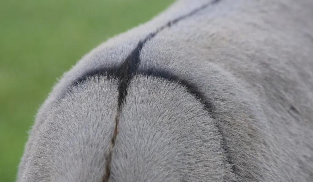 Cross sign on donkey back
