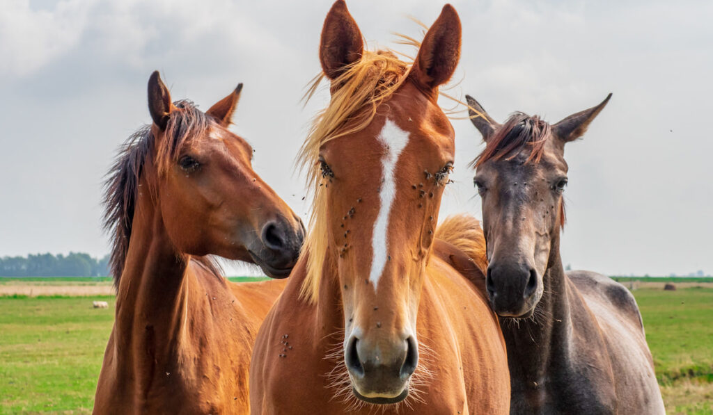 Curious horses are standing on meadow and troubled by the flies on their heads