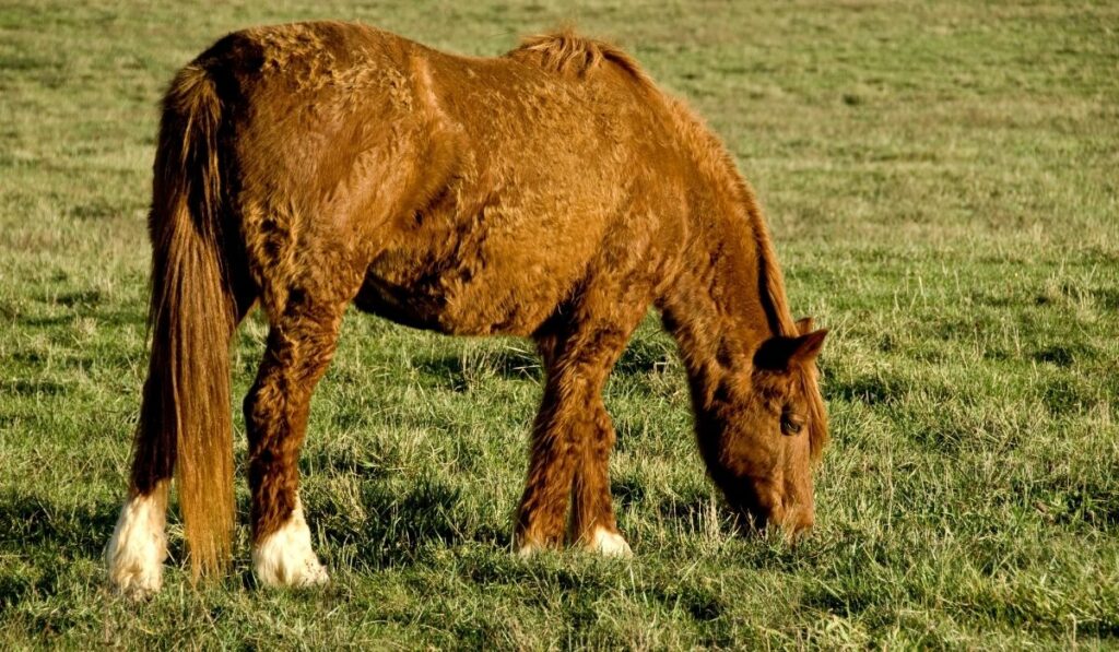 Curly Horse